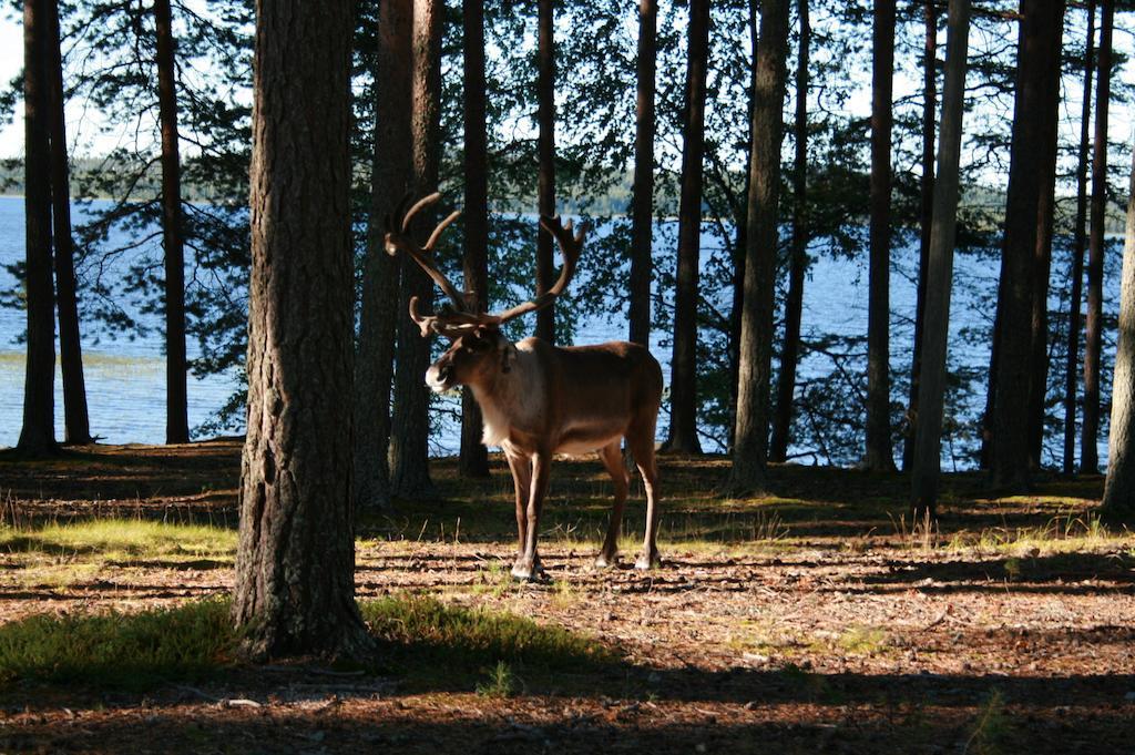 Отель Lohijaerven Eraekeskus Lohijarvi Экстерьер фото